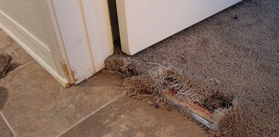 Carpet Pet Damage Repair Brisbane